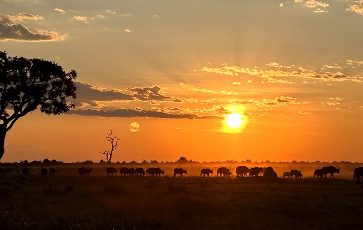 Botswana - delta Okawango - Moremi -Chobe 2024