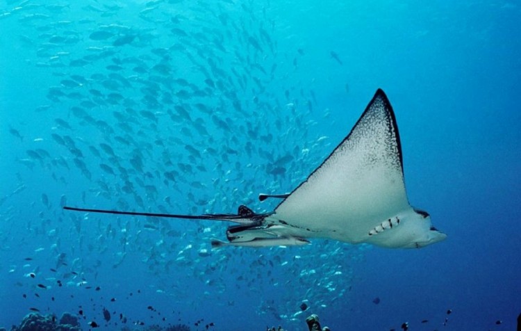 Palau