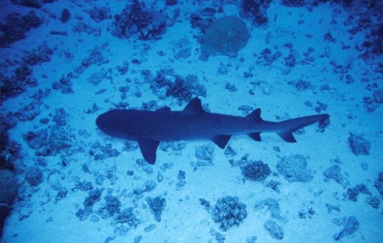 Palau