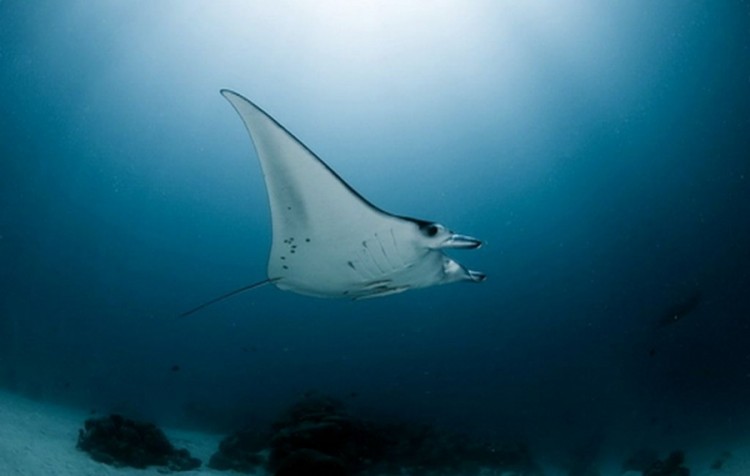 Palau