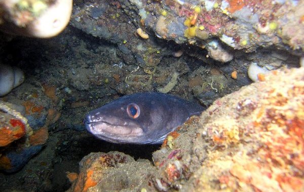 Elba je o hodně živější než Chorvatsko, doporučuju ale safari lodí