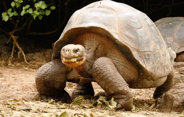 Galapágy