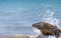 Komodo