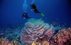 Sulawesi
