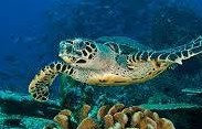 Raja ampat