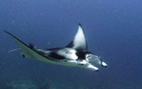 Raja ampat