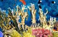 Raja ampat