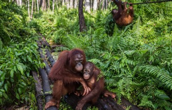 Borneo 