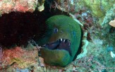 Národní park Komodo, Safari Lady Denok, CELOROČNĚ, 7 dní 6 nocí