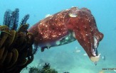 Národní park Komodo, Safari Lady Denok, CELOROČNĚ, 7 dní 6 nocí