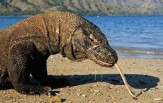 Národní park Komodo, Safari Maestro Aldo, CELOROČNĚ, 7 dní 6 nocí