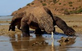 Národní park KOMODO, Safari Maestro Aldo ( celoročně - 7D 6N )