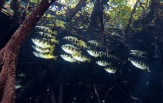 Raja Ampat od severu až k ostrovu Wayang 