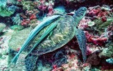 Raja Ampat od severu až k ostrovu Wayang 