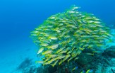 Raja Ampat od severu až k ostrovu Wayang 