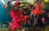 Raja Ampat od severu až k ostrovu Wayang 