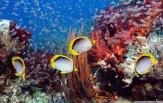 Raja Ampat od severu až k ostrovu Wayang ( 7. - 15.3.2018,8 nocí )