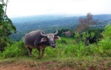 Sulawesi Toraja 