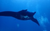 BORNEO - Pulau Derawan