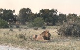 Botswana - delta Okawango - Moremi -Chobe 2024