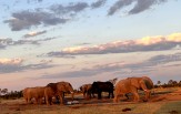 Botswana - delta Okawango - Moremi -Chobe 2024