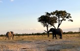 Botswana - delta Okawango - Moremi -Chobe 2024