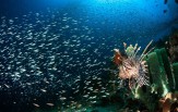 Národní park KOMODO + BALI  29.4. - 13.5. 2026