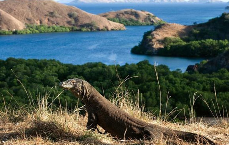 Flores od východu až do NP Komodo ( CELOROČNĚ, delší verze )