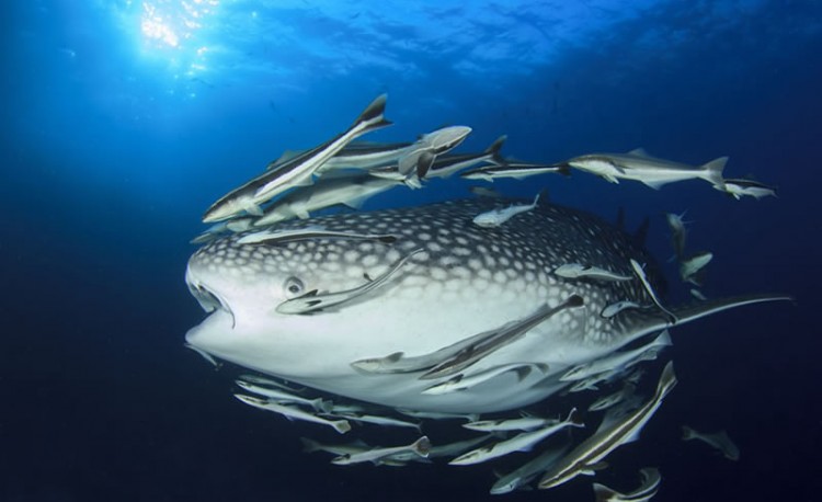 15179913925-151-lr-whale-shark-accompanied-by-remora-fish-maldivescopyrigth-shutterstock-273630704-01311121111.jpg