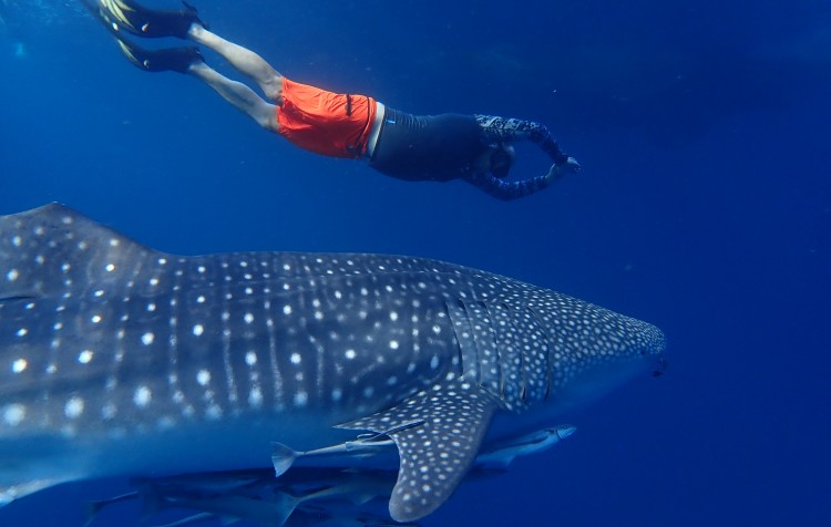 BORNEO - Pulau Derawan  10. - 23.10. 2025